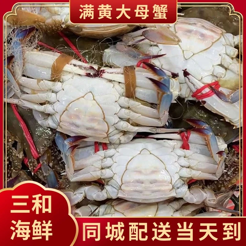 【精品】鲜活满黄母蟹