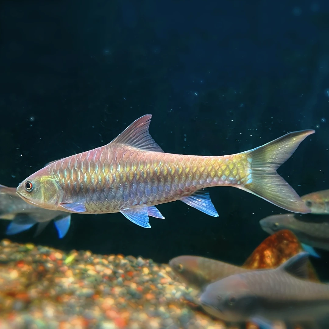 保山蓝吉罗原生冷水观赏鱼大型清水河保山吉罗包野保真