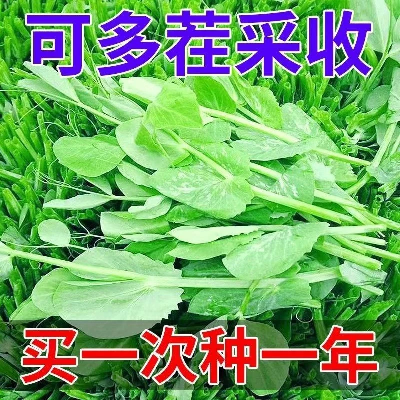 豌豆尖种子专吃叶豌豆苗种籽新品可连续多次采收种植豌豆秋冬蔬菜