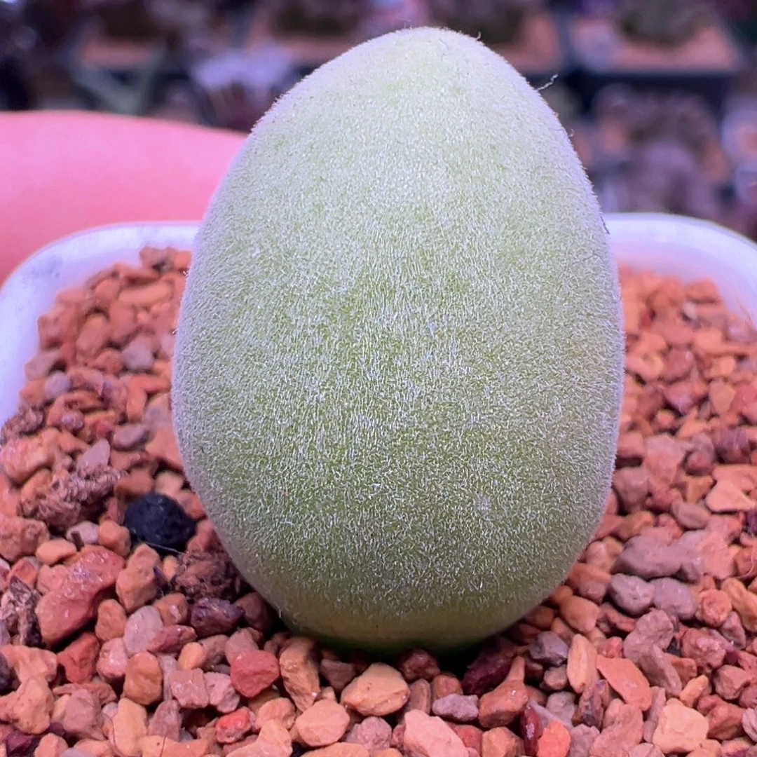 036，宝辉玉1.5公分，肉锥植物