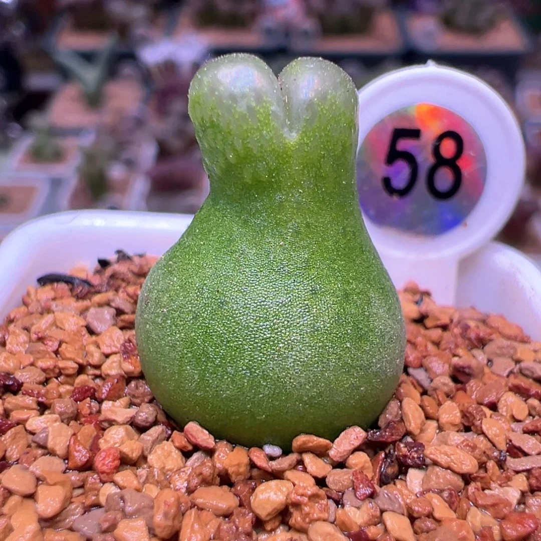 58，1.4公分小葫芦，肉锥植物