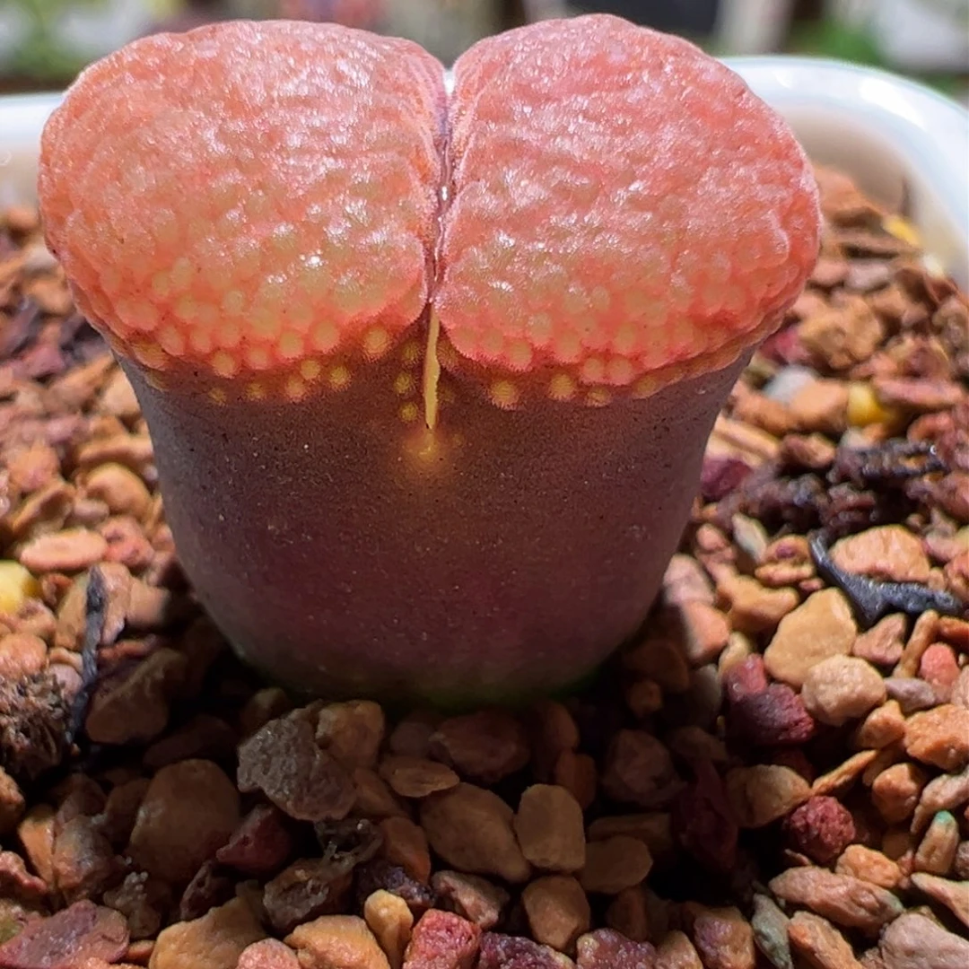 006，蛋糕，肉锥植物