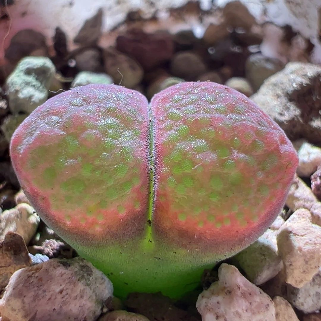 068，风铃混，肉锥植物