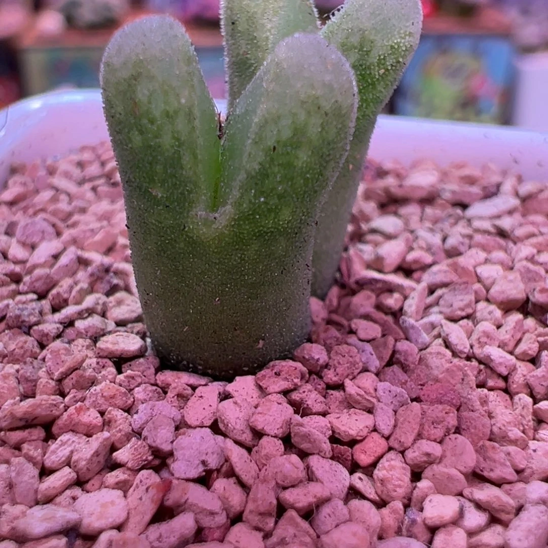 是**啊056.豆芽，肉最植物