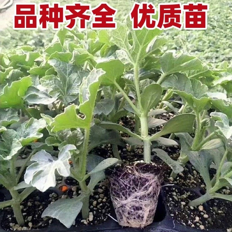 西瓜苗西瓜秧苗8424西瓜苗麒麟西瓜苗美都西瓜苗南北方栽盆栽地栽