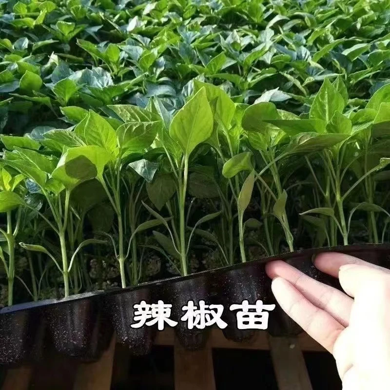 辣椒苗薄皮辣椒苗辣椒秧苗高产辣椒苗朝天椒苗南北方栽植盆栽地栽