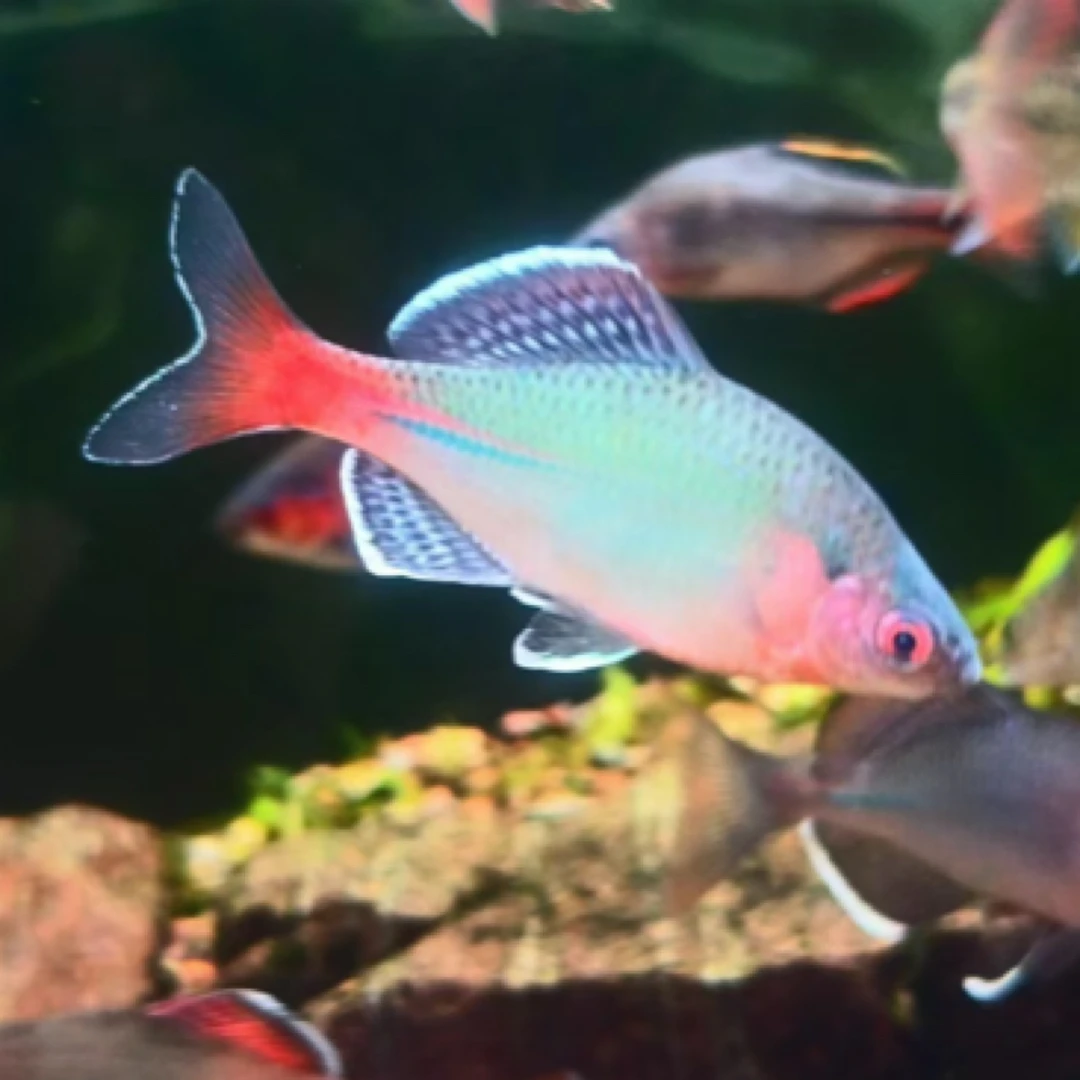 衢州青鳞鱊 非新安江 冷水鱼原生鱼鳑鲏不加温