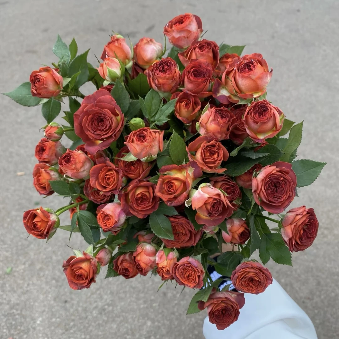 【巧克力泡泡多头玫瑰花】5枝昆明鲜花批发次日达顺丰包邮到家 冷丰鲜花基地直发