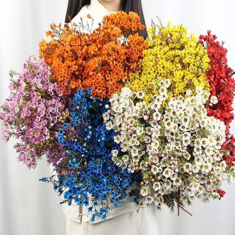 【澳梅】5-7枝 冷丰鲜花顺丰包邮