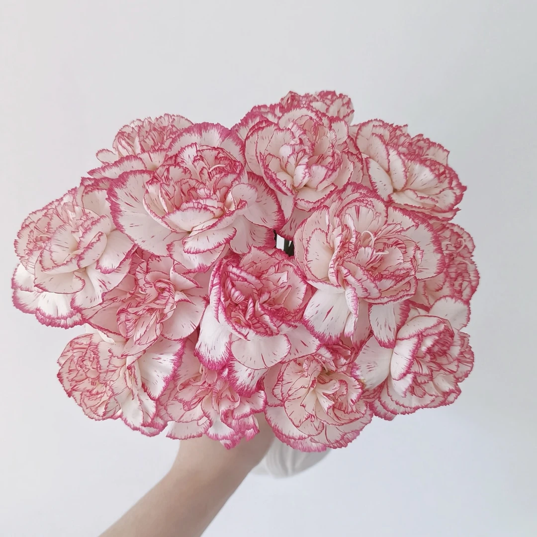 伊人单头康乃馨10枝冷丰鲜花基地直发