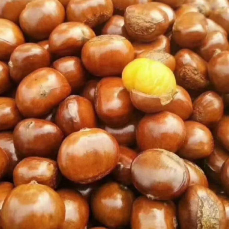 农产品《迁西板栗》软糯香甜