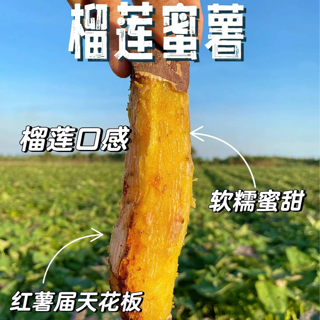 榴莲蜜薯新鲜蜜薯榴莲黄金番薯地瓜3/5斤超甜玛丽莎红薯产地引种