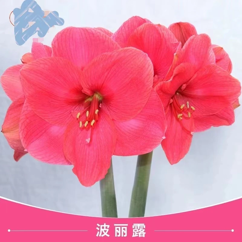 荷兰进口朱顶红种球波丽露粉色大花品种32左右周长