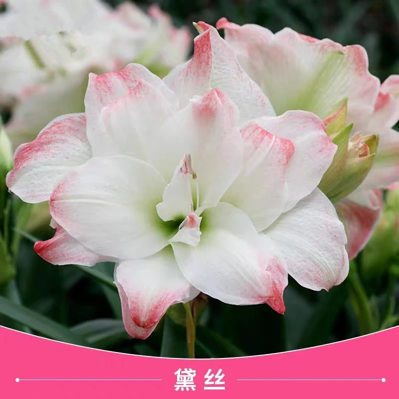 黛丝朱顶红开花球花仙子朱顶红园艺包对版包花色开花球当年开花