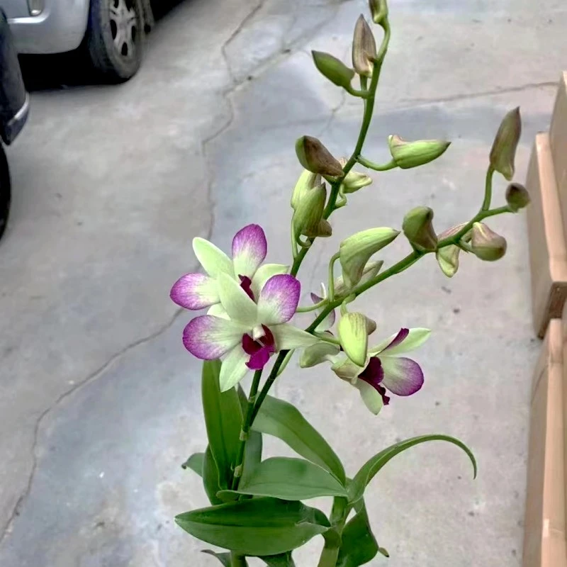 贵妃秋石斛 周年庆夏季春季粉色红色兰花福利苗 软胶盆带盆发货