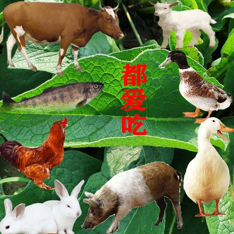 多年生高产牧草种子俄菜种根俄罗斯饲料菜种根聚合草猪牛羊兔鹅鱼