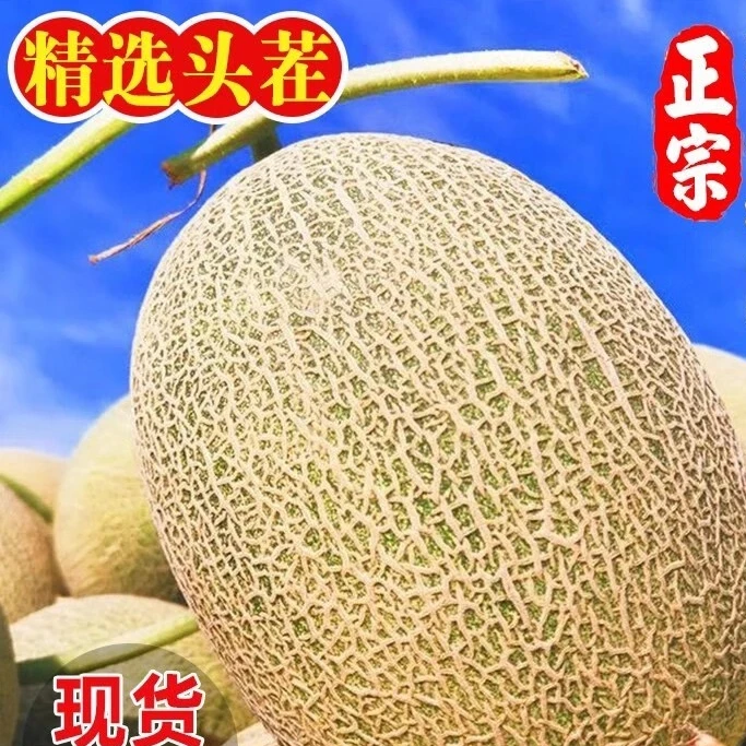 划拉哥团长专属新疆吐鲁番哈密瓜头茬新鲜当季水果脆瓤中通包邮