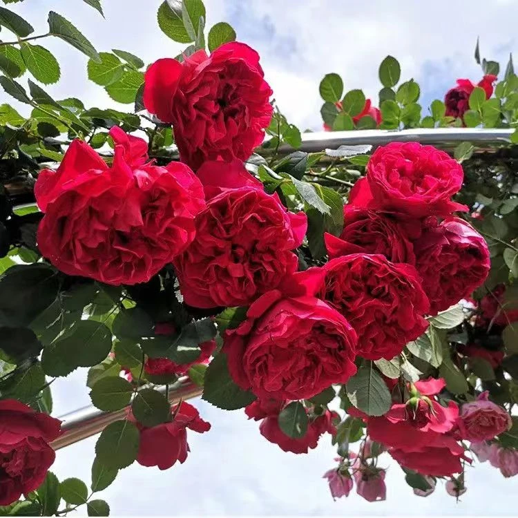 佛罗伦蒂娜藤本月季花苗红色爬藤花墙型阳台盆栽庭院地栽多季开花