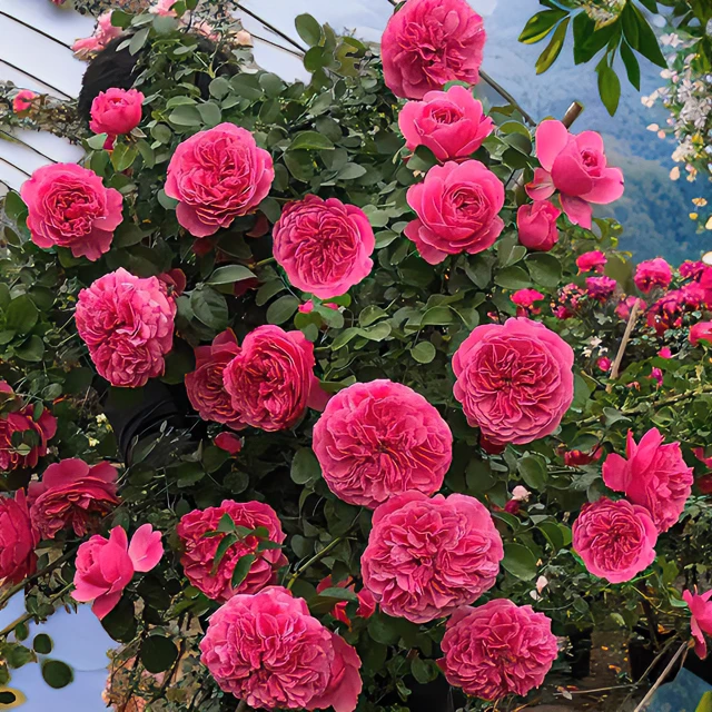 【顺丰包邮】粉色达芬奇藤本月季花苗耐寒多季开花墙阳台庭院种植