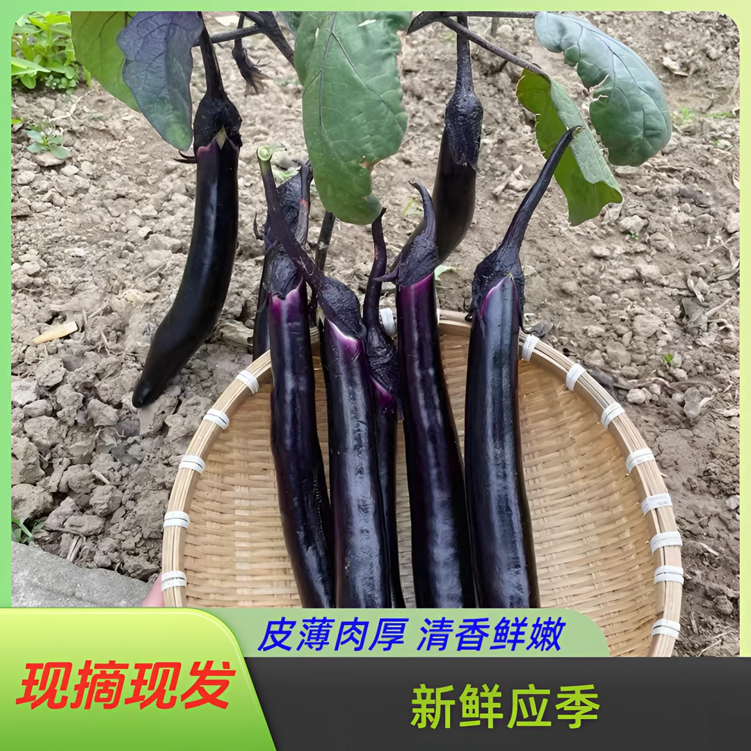 现摘现发新鲜应季紫皮长线茄子农家种植
