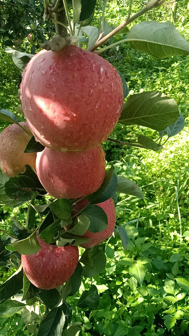 《礼盒中》云南昭通红富士苹果，自家果园现摘现发汁水充足，脆甜包邮