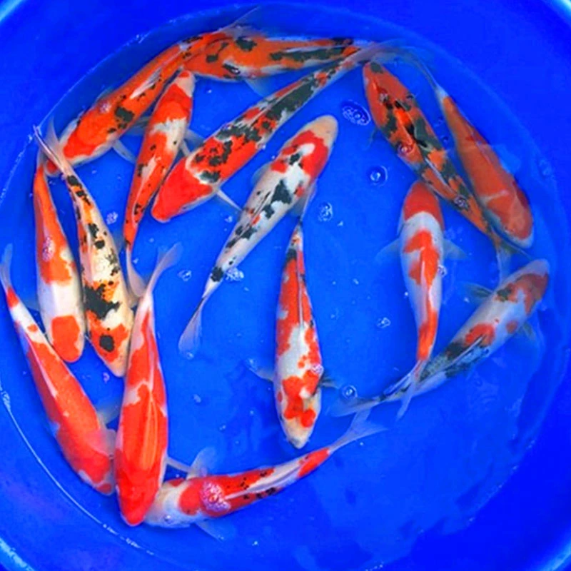 14-16cm3花2红共5条观赏鱼锦鲤冷水淡水好养耐活渔场直发三色红白