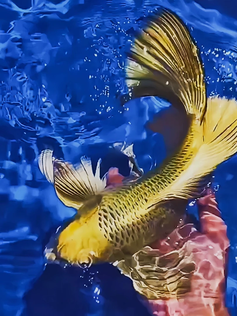 蝴蝶鲤  直播链接 一对一挑选