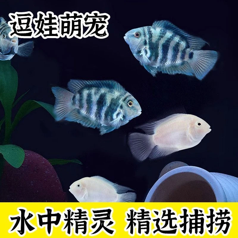 迷你鹦鹉鱼耐活观赏鱼淡水热带活体宝蓝白金胭脂粉成鱼好养耐活