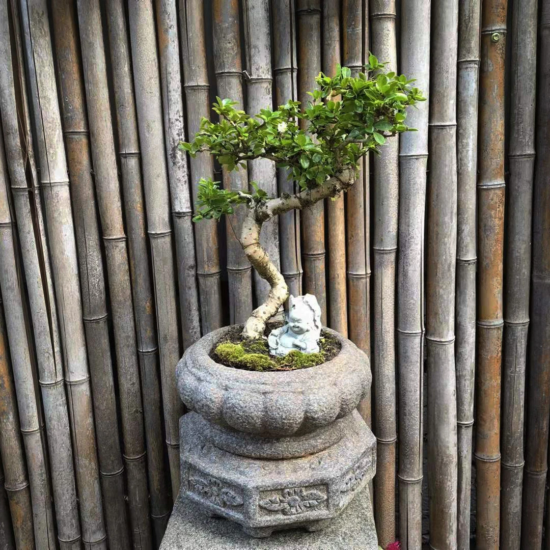 中式古典盆茶空间装饰布置造景庭院阳台花园景观盆栽禅意仿古花盆