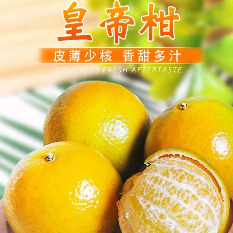 云南文山老鹰岩皇帝柑 十年老树 皮薄爆汁3/6/9斤新鲜现摘现发