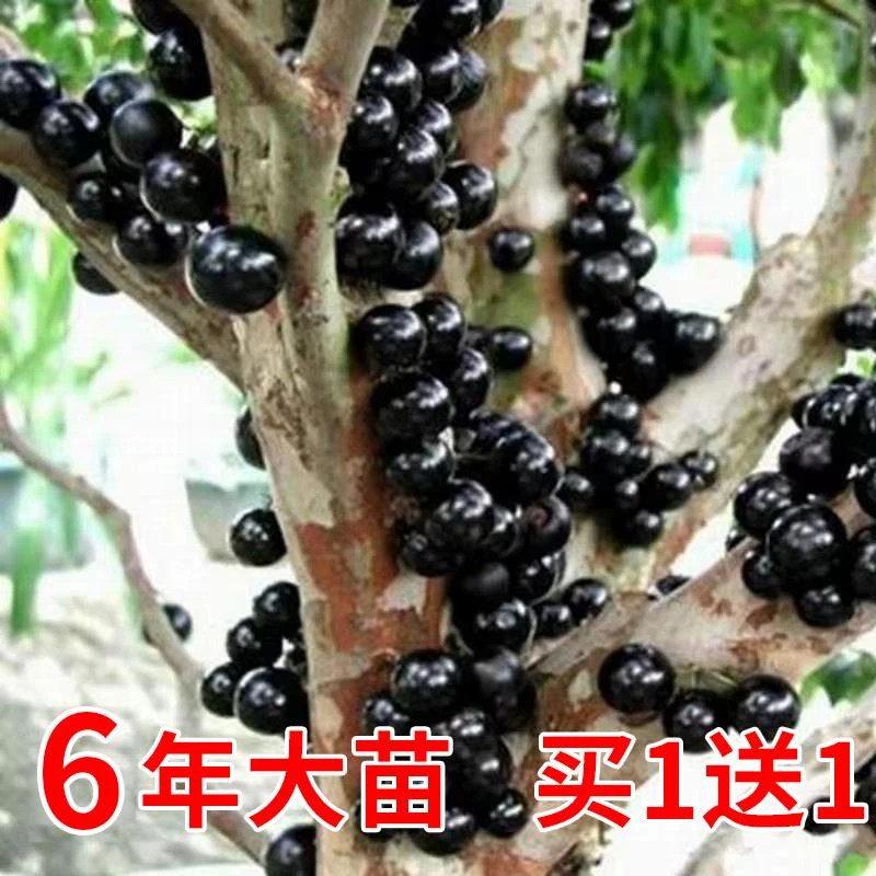 嘉宝果树苗树葡萄苗正宗台湾树葡萄沙巴四季盆栽南北种植当年结果