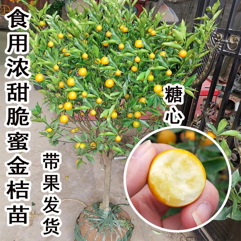 带果纯甜食用脆蜜金桔树树苗盆栽地栽南北方小橘子果苗四季金桔苗