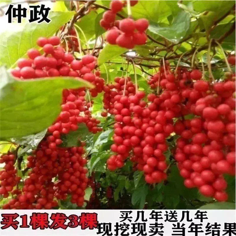新品种五味子苗 南五味子树苗 木本花卉药用植物 庭院阳台别墅绿