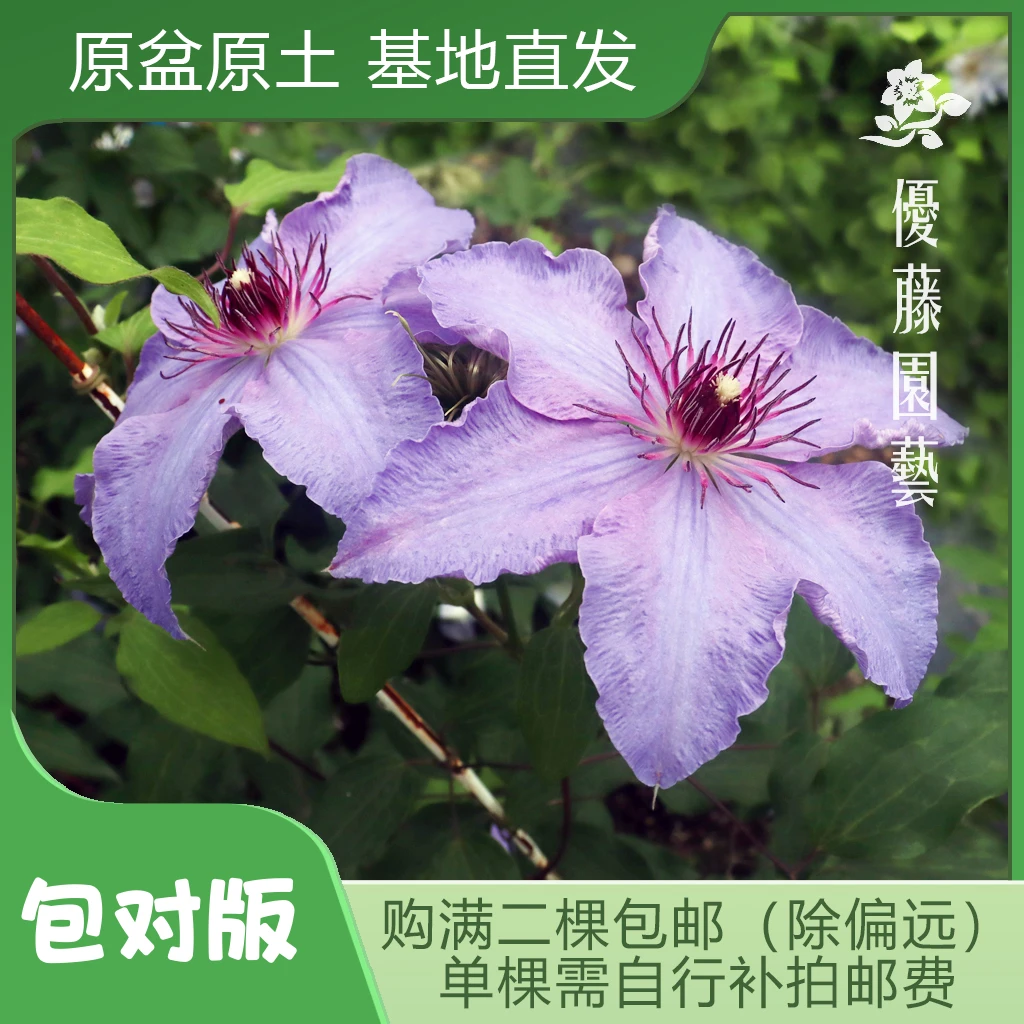 优藤【第一夫人】铁线莲早花盆栽苗爬藤紫色单瓣花墙花柱拱门阳台