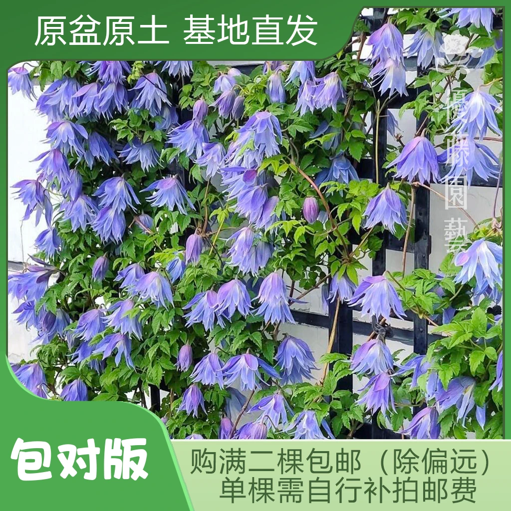 优藤【梅德威尔】铁线莲长瓣盆栽爬藤蓝紫花墙花柱拱门阳台盆栽垂吊