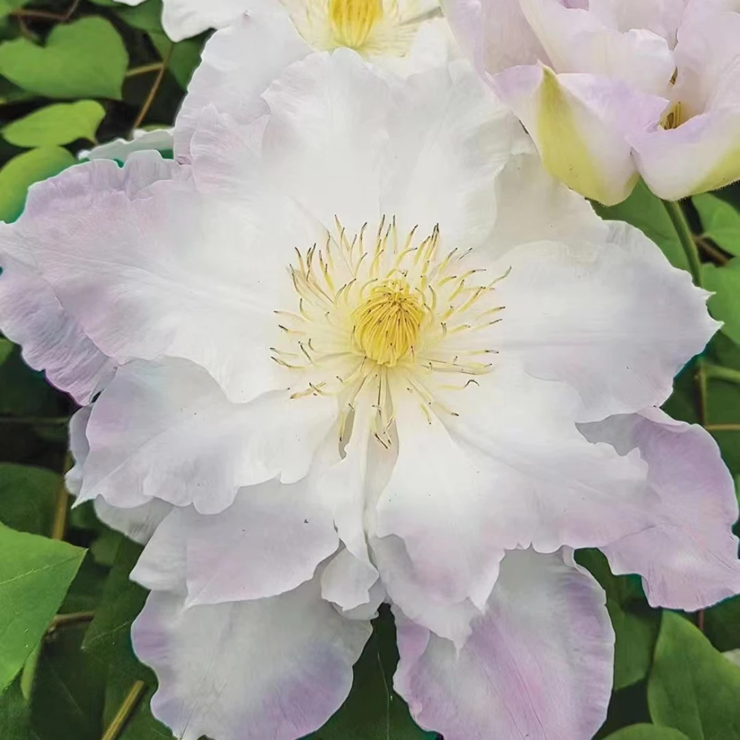 优藤【维罗妮卡的选择】铁线莲早花盆栽爬藤淡粉重瓣花墙花柱阳台