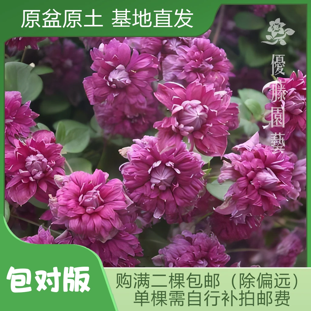 优藤【典雅紫】铁线莲南欧组庭院盆栽爬藤紫色重瓣花墙花柱拱门盆栽