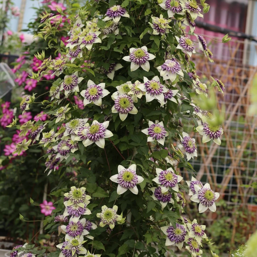 优藤【新幻紫】铁线莲F组盆栽苗爬藤紫色花墙花柱拱门阳台重瓣开花
