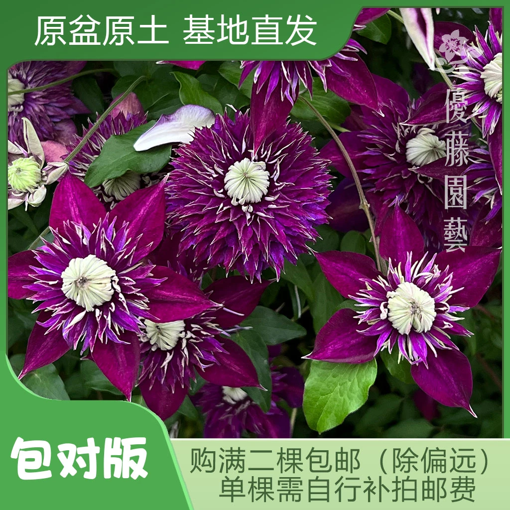 优藤【紫子丸】铁线莲F组盆栽苗爬藤紫色重瓣花墙花柱拱门阳台盆栽
