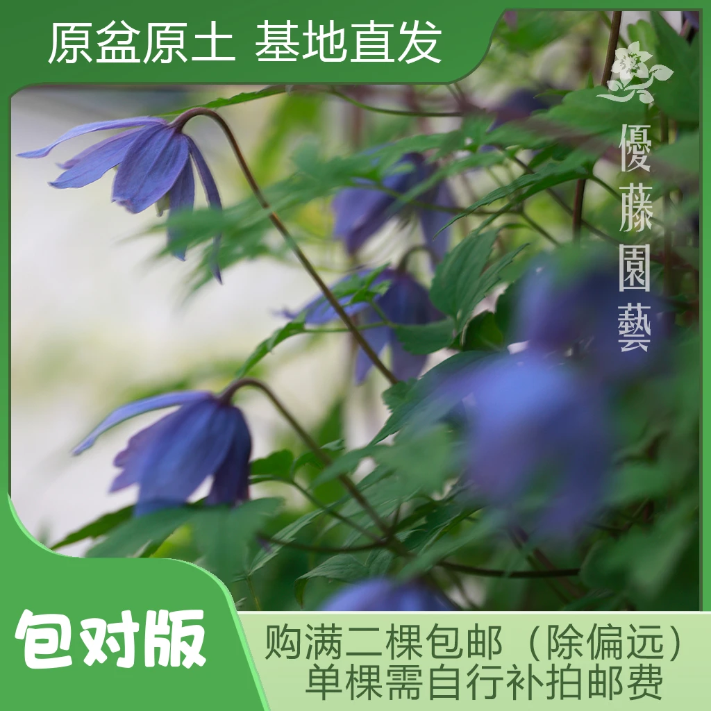 优藤【塞西尔】铁线莲长瓣组盆栽苗庭院爬藤紫色花墙花柱拱门阳台