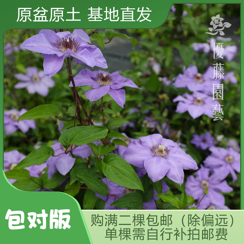 优藤【雷蒙娜】铁线莲晚花盆栽苗爬藤紫色单瓣花墙花柱拱门阳台盆栽
