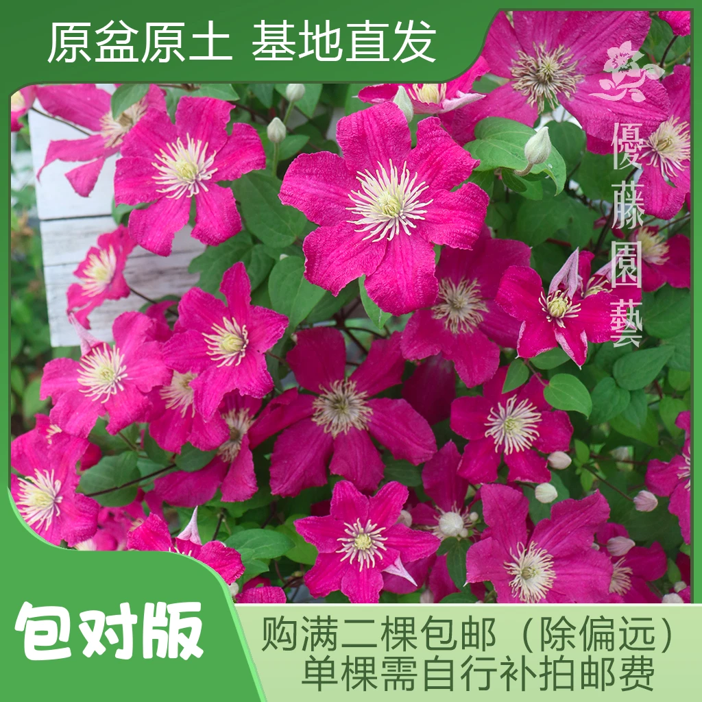 优藤【哈林顿】铁线莲晚花盆栽苗爬藤红色单瓣花墙花柱拱门阳台盆栽