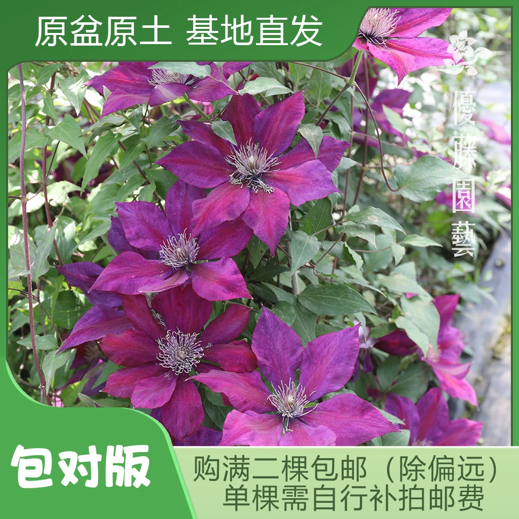 优藤【皮卡迪】铁线莲大道矮生盆栽苗紫红条纹单瓣地被草坪阳台盆栽