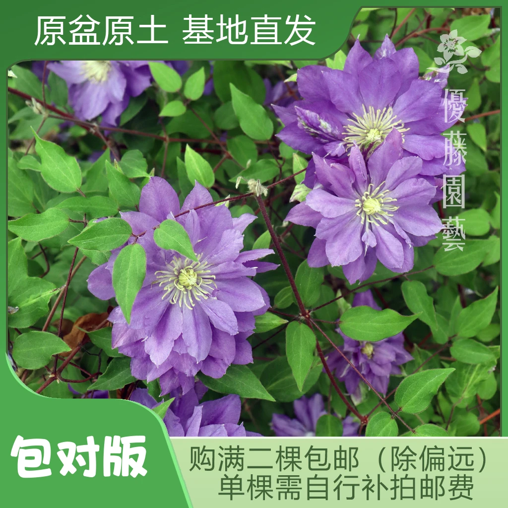 优藤【哥白尼PBR】铁线莲早花大花盆栽苗爬藤蓝色重瓣花墙花柱拱门