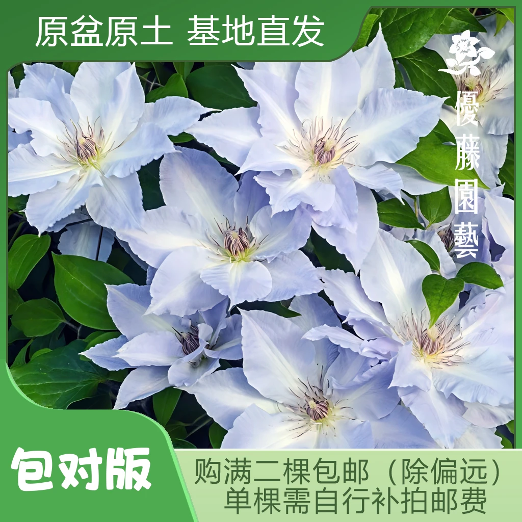 优藤【静海石】铁线莲大道矮生盆栽蓝白条纹地被草坪吊篮垂吊阳台