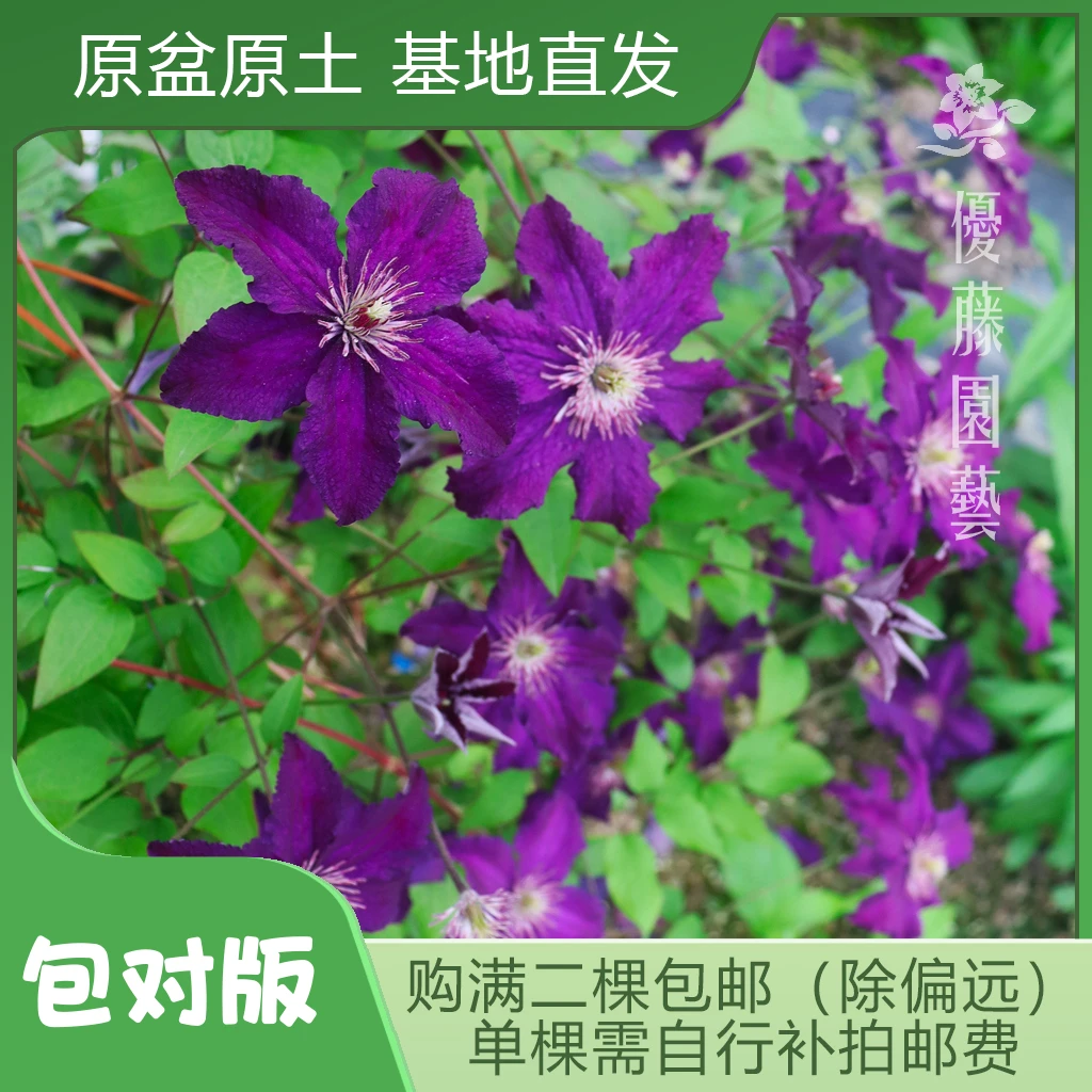 优藤【拉斯普丁】铁线莲晚花盆栽苗爬藤深紫色单瓣花墙花柱拱门阳台