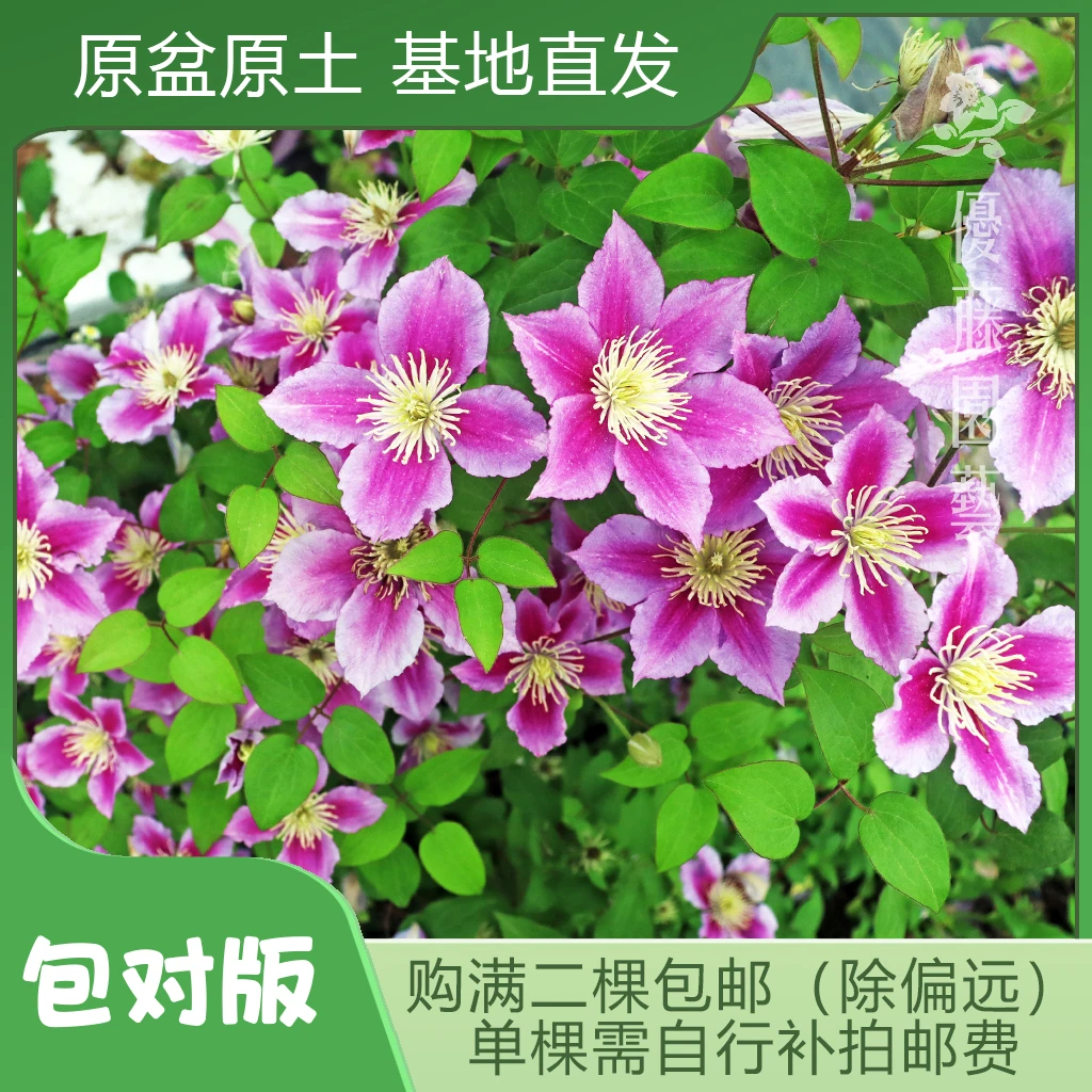 优藤【小鸭】铁线莲早花大花庭院爬藤盆栽苗粉色重瓣阳台花墙拱门