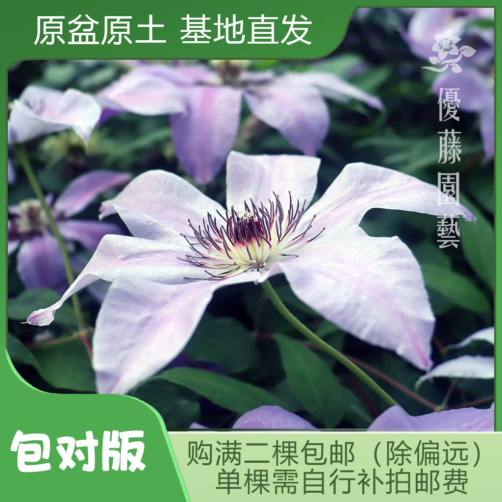 优藤【圣国柏】铁线莲早花盆栽苗庭院爬藤紫色单瓣花墙花柱拱门阳台