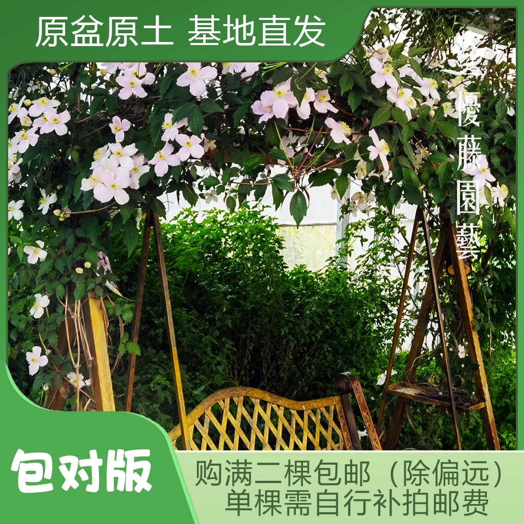 优藤【芙罗拉】铁线莲蒙大拿盆栽苗爬藤白色单瓣有香味花墙花柱拱门