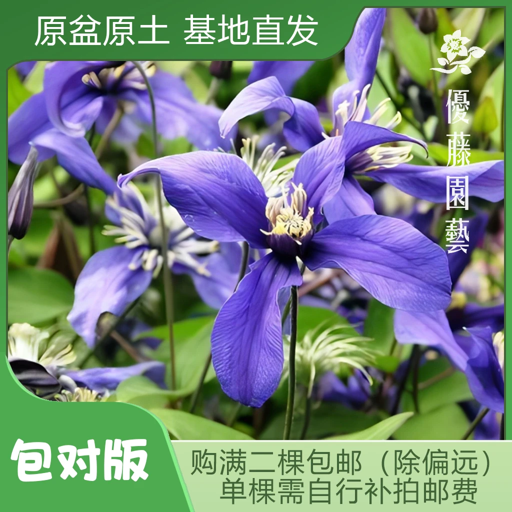 优藤【小鹰】铁线莲全缘组盆栽苗爬藤切花花束阳台盆栽花墙花柱